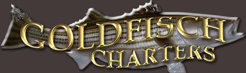 Goldfisch Charters fishing the Chesapeake Bay with Captain Dave Fishcher